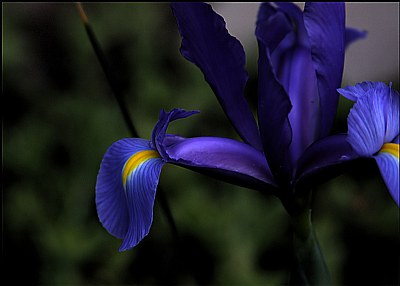 Blue Dutch Iris