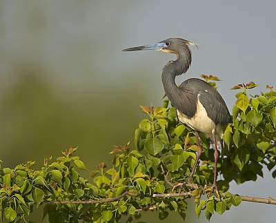 Tricolored Heron