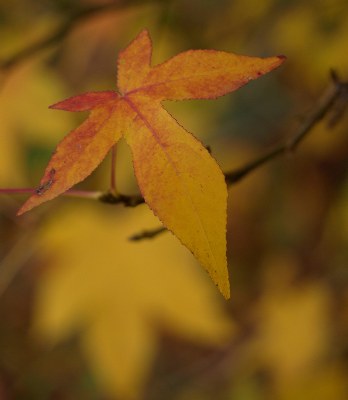 Autumn in Healesville #2