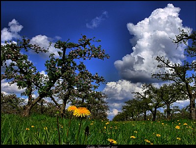 Spring orchard...