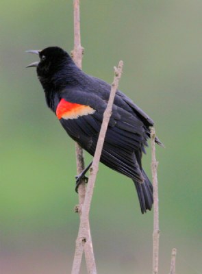 Red Winged Black Bird