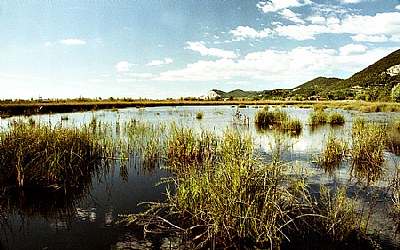 oasi Massaciuccoli