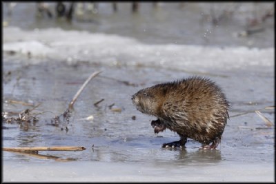 Muskrat