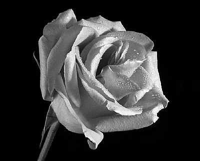 Rose #07-2 (M)