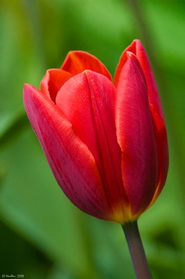 Tulip Portrait