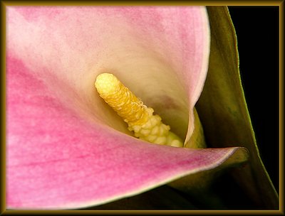 My new Calla