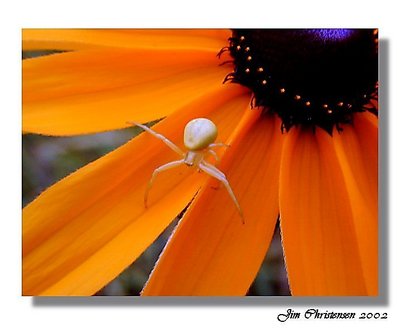 Flower with Spider