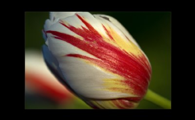 Tulips 2008 #1