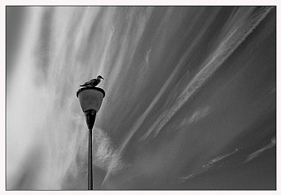 The Gull