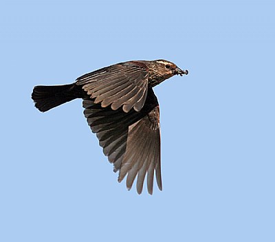 Red-winged Black Bird- female
