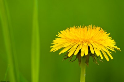 Dandelion Portrait 2