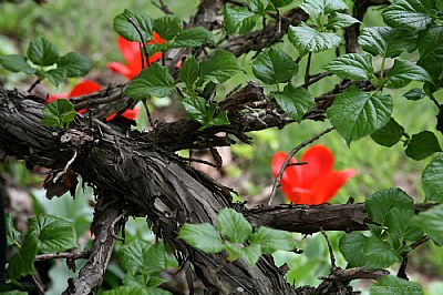 Branch.
