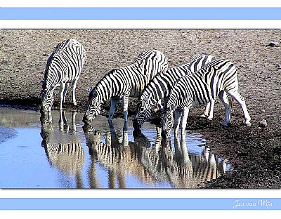 Zebra's Etosha Park