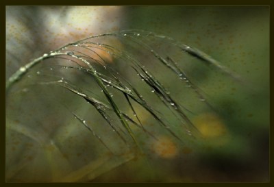 RAIN III - Wet Grass