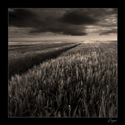 fields of rye