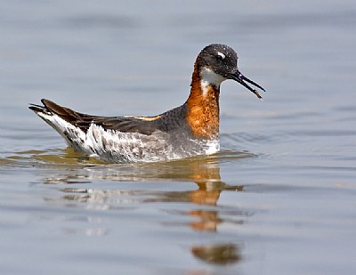 Red-necked Phalarope