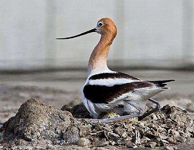 Nesting Avocet