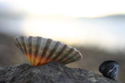 Shells, Ralphs Bay