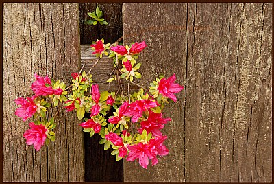 Azaleas & Fence