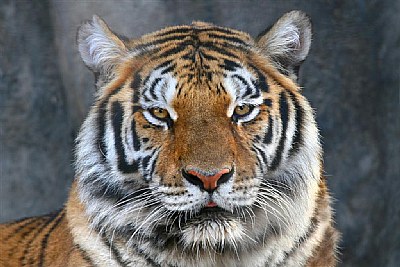 Misty The Tiger