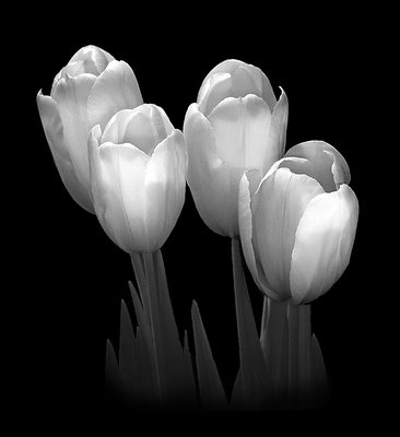 Tulips Four