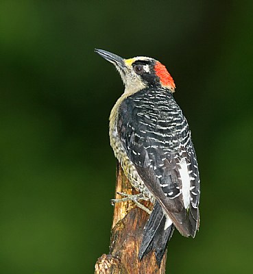 Black-cheeked Woodpecker