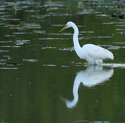 reflective egret