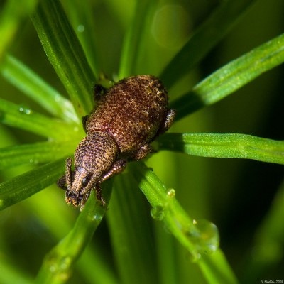 Root Weevil