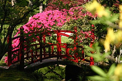 Japanse tuin Clingendael 6