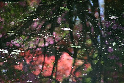Reflection in  Japanse garden Clingendael 2