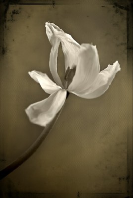 Tulip Glory II