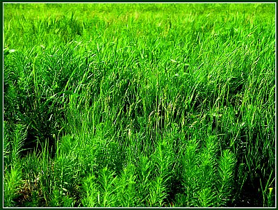 Green Grass of my Home