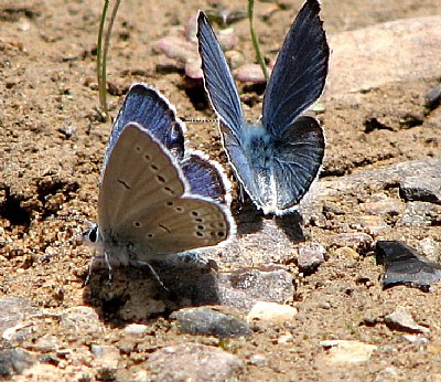 There you are, my butterfly!