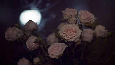 Roses in Moon night