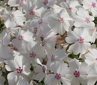 Spring whites