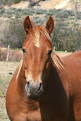 Colorado Horsey