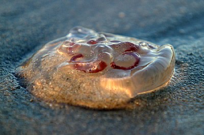 	jellyfish