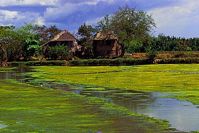 early summer ricefield