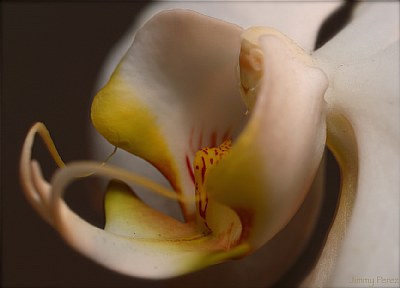 Orchid