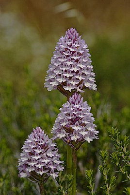  Pyramid Orchid
