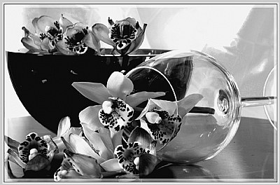 Orchid stady....in B&W