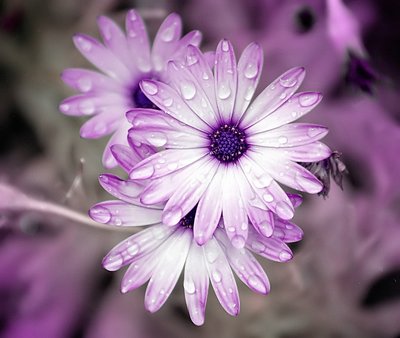 Violet Dew Drops