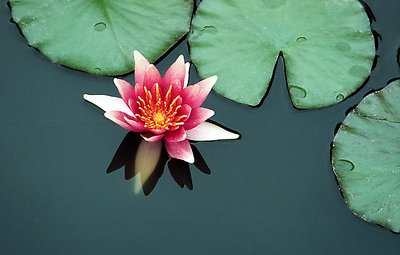 Water Lilly