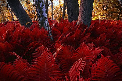 Where the Red Fern Grows