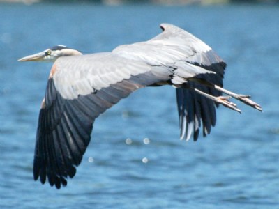 Blue Heron takeoff II