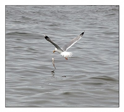 Seagull and the fish