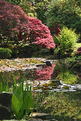 Japanese Garden Clingendael10