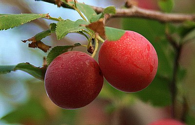 plums