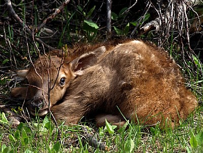 Newborn Elk