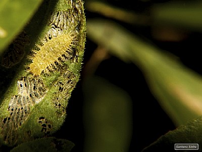 Caterpillar